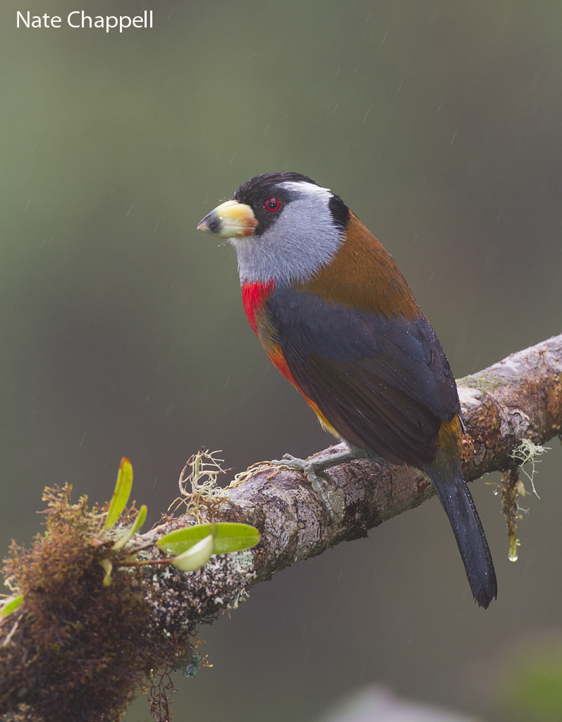Toucan Barbet