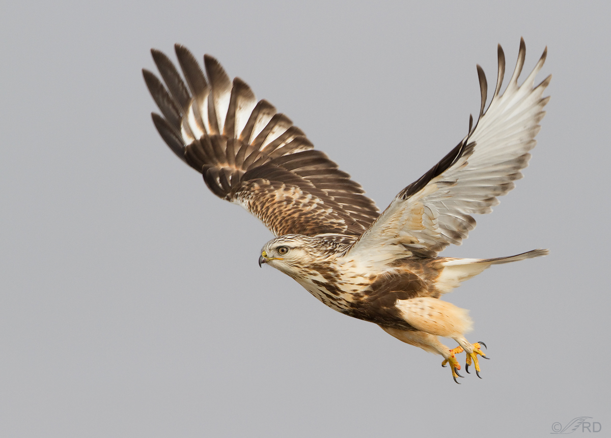 Rough-legged Hawk
