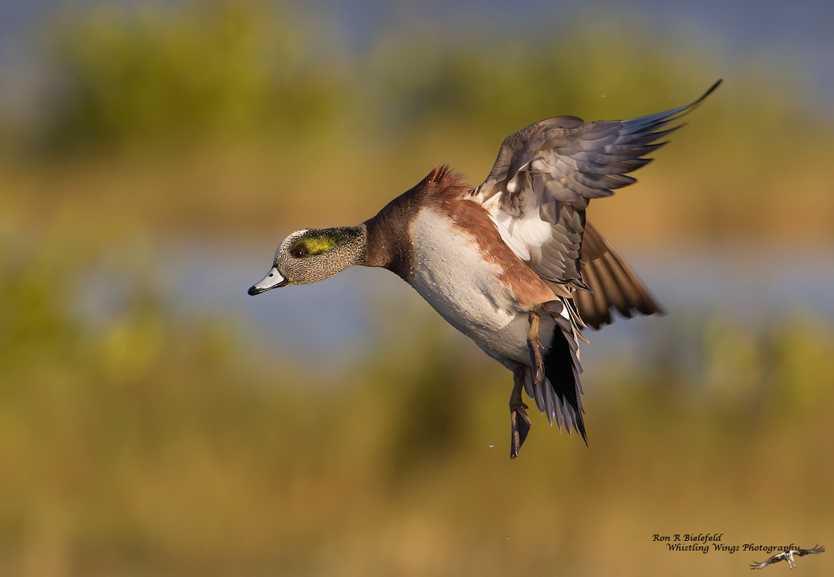 American Wigeon