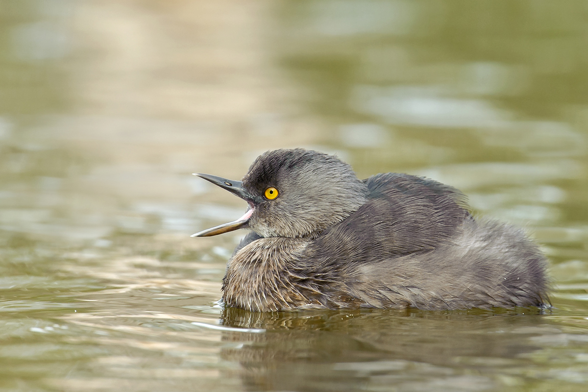 Least Grebe