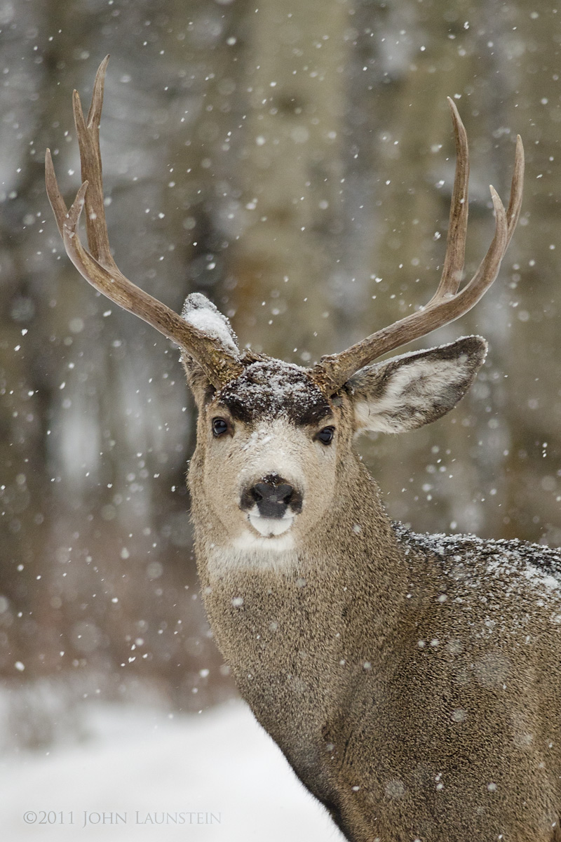WC#517 - Winter Buck