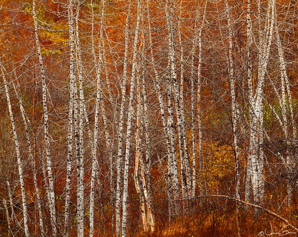 Late Autumn Cottonwoods