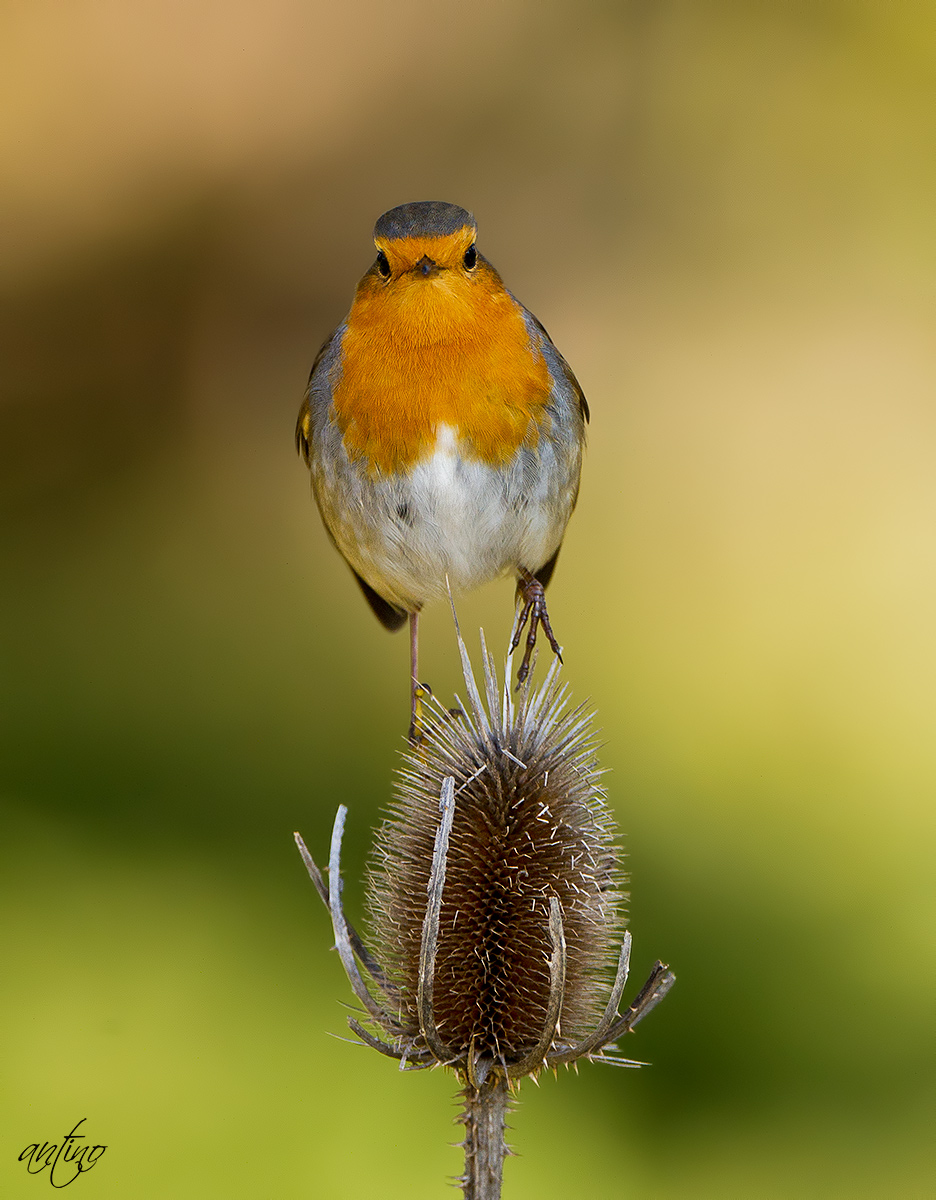 Robin