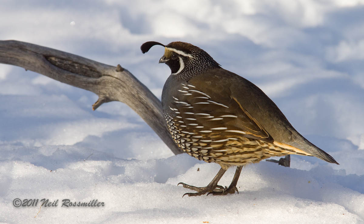 California Quail