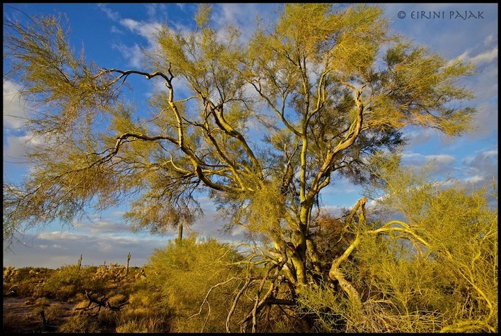 Blue Palo Verde