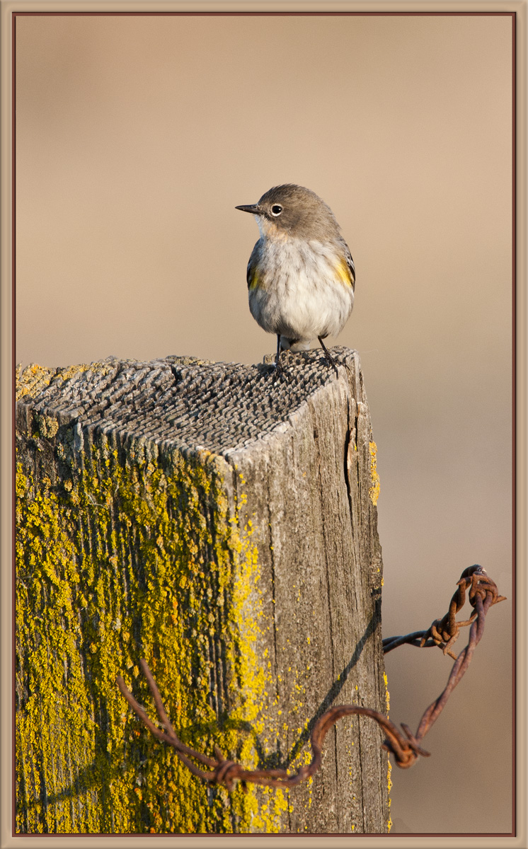 Yellow-Rumped Warbler