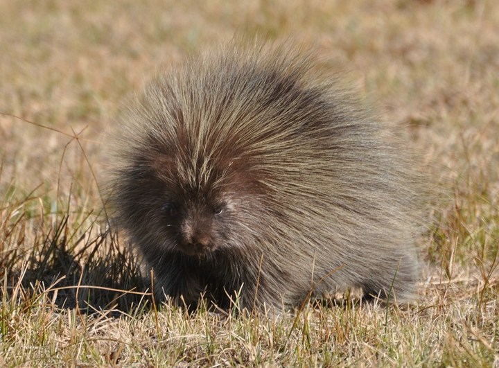 Wyoming Porcupine