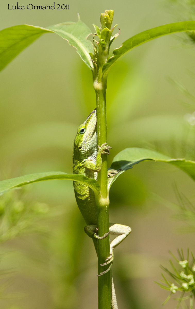 Green Anole