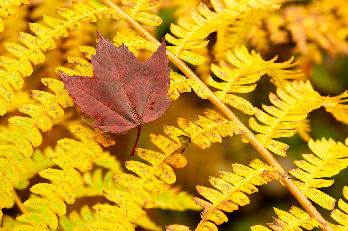 Red Maple