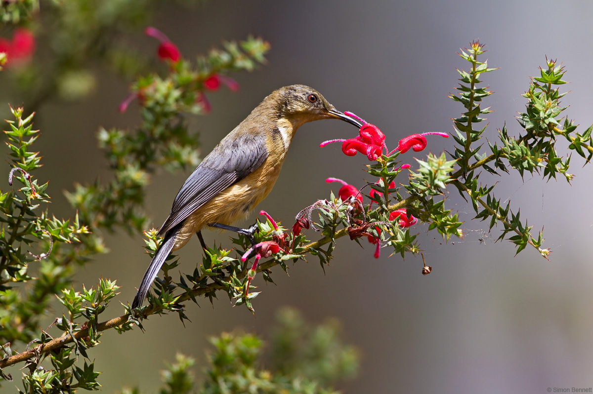 Eastern Spinebill