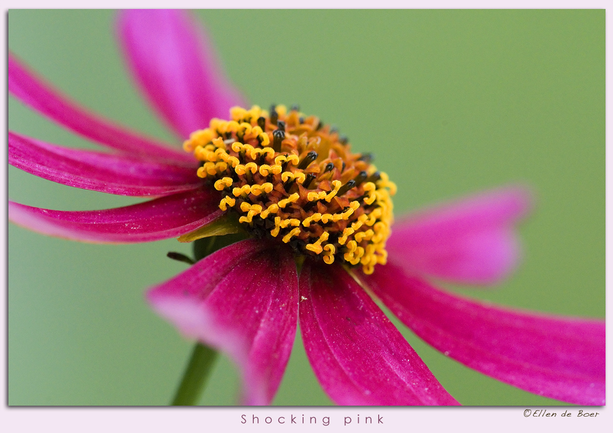 Shocking pink...