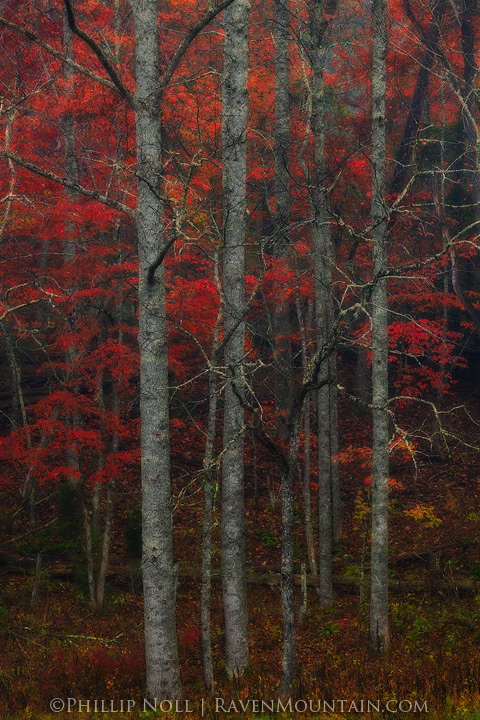 I See Red