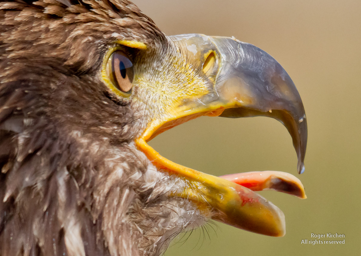 Panting Eagle (edited)