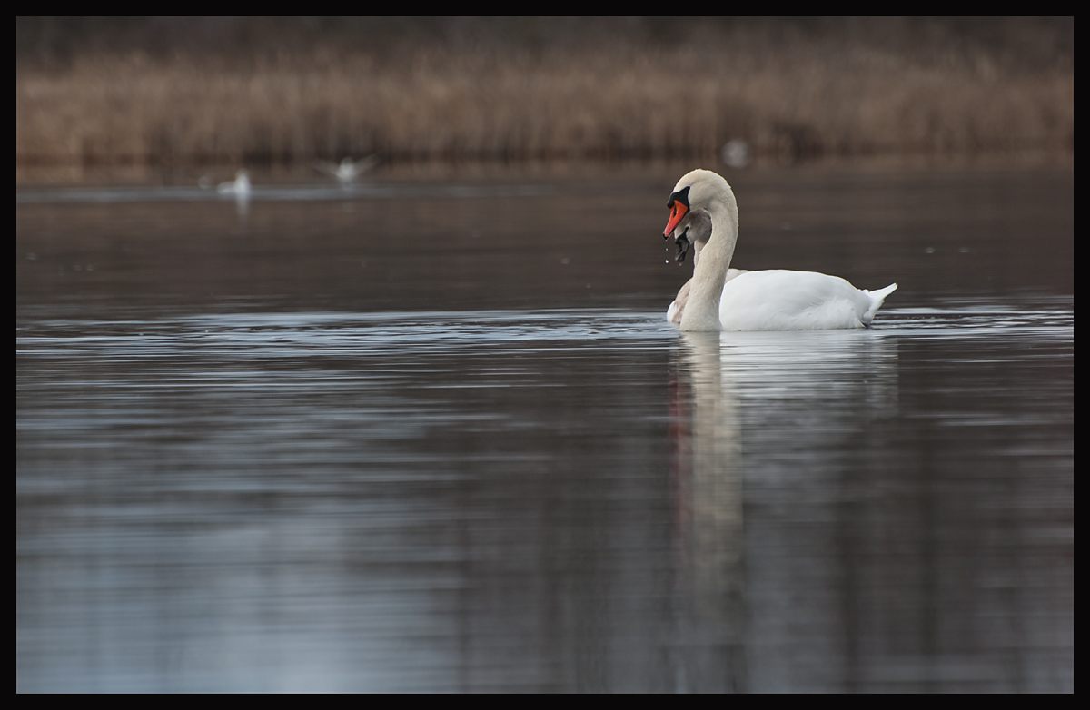 Mute Swans