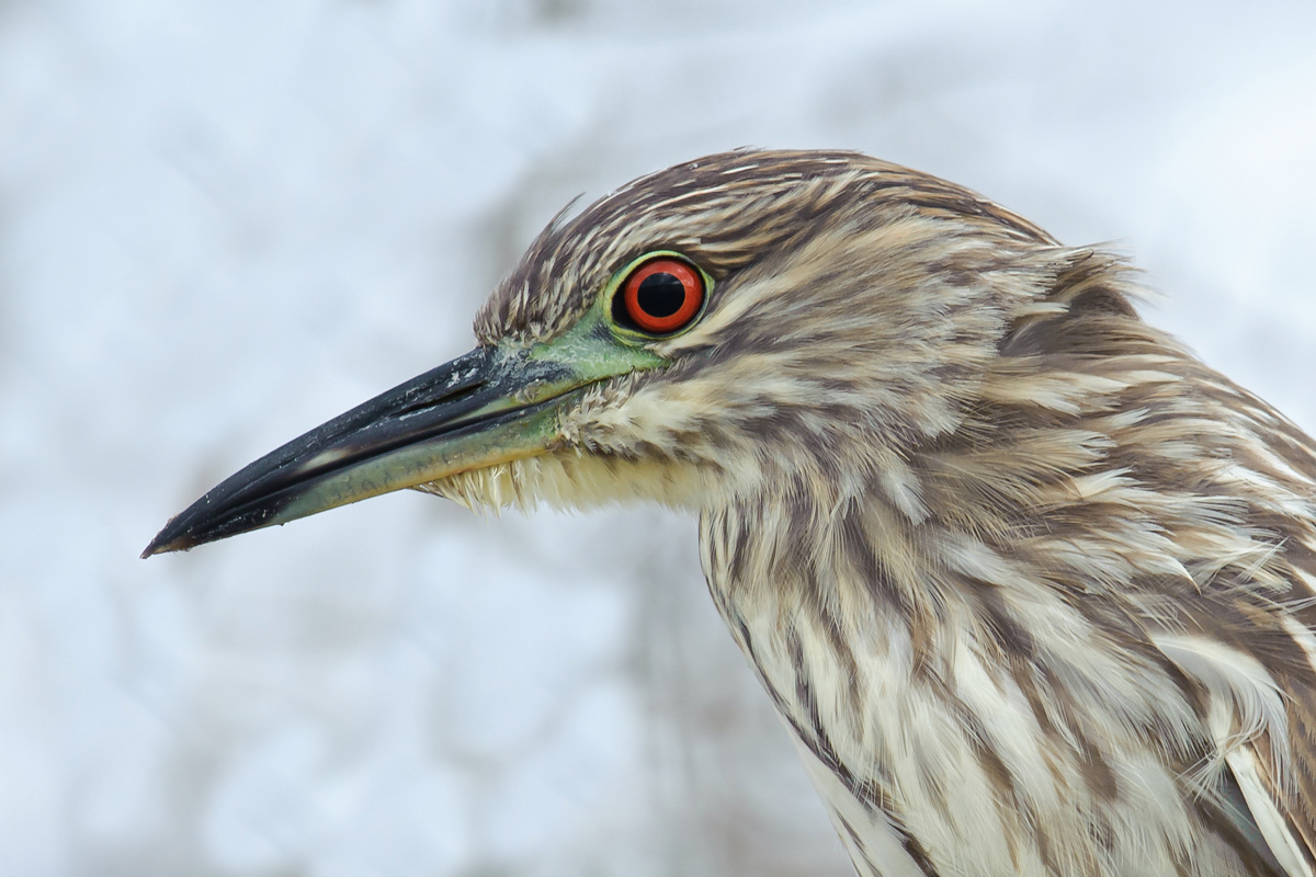 Juvenile YCNH