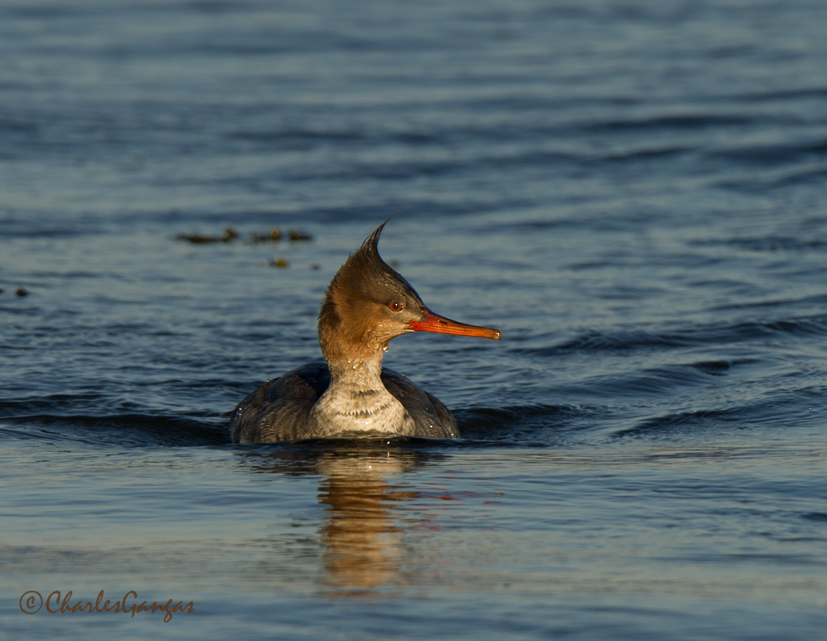 Red-breasted Merganser