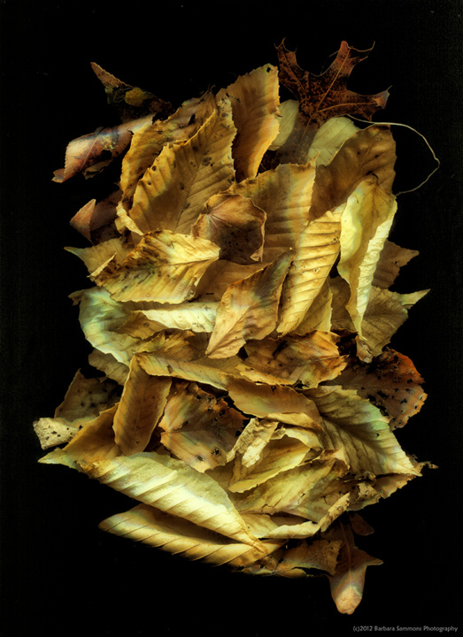 Group of Leaves & Alt. Crop
