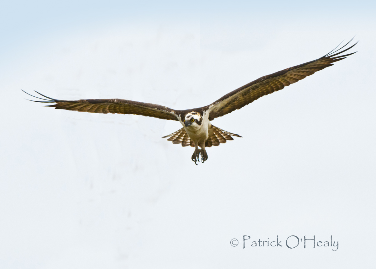 Meet an Osprey
