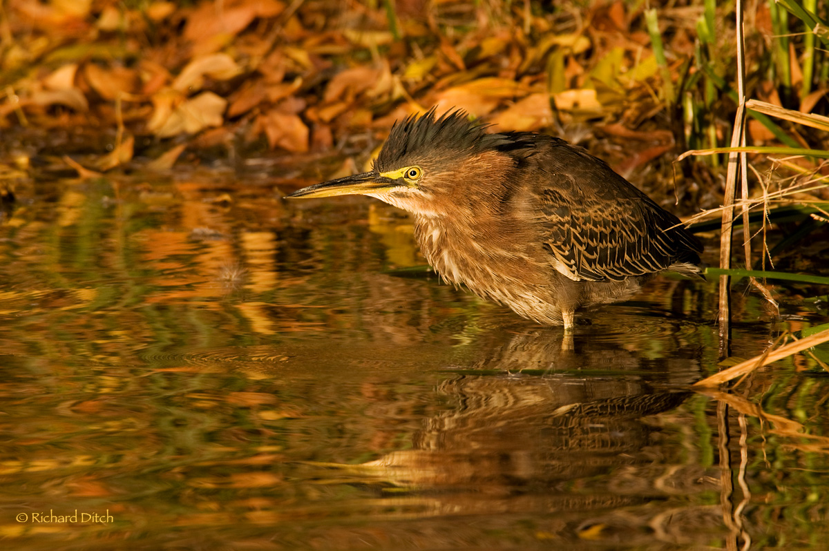 Green Heron