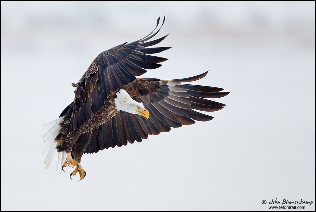Bald Eagle