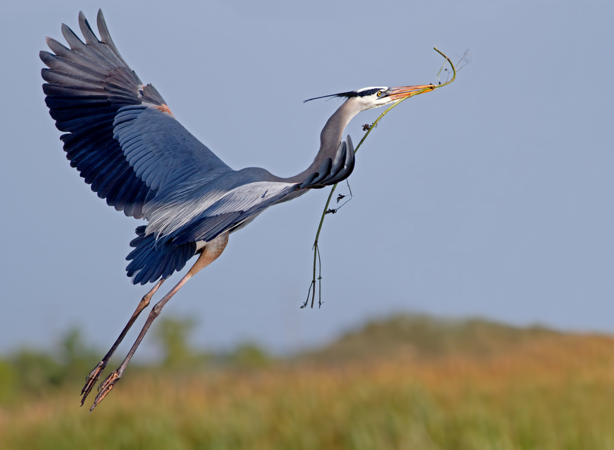 Great Blue Heron