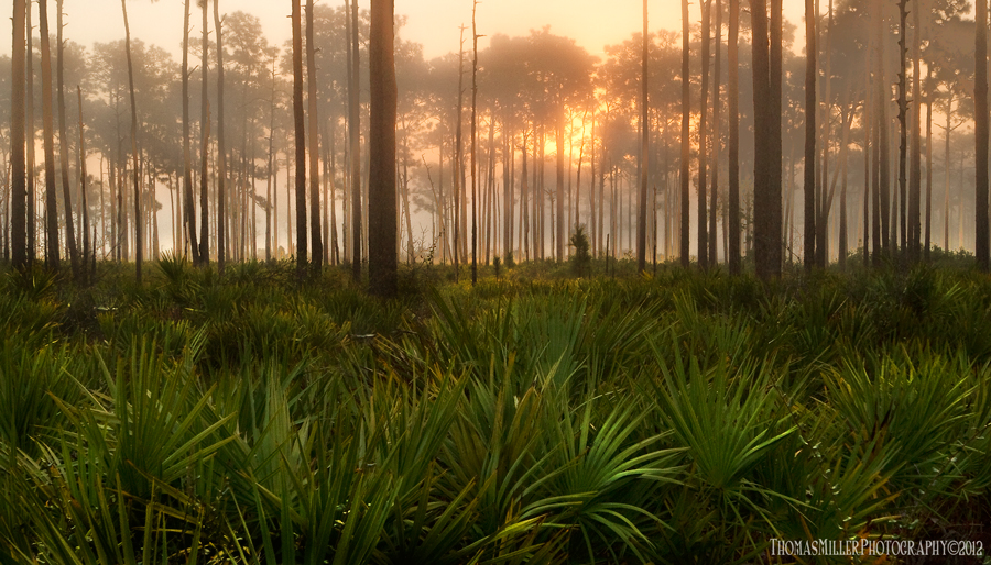 Foggy woods