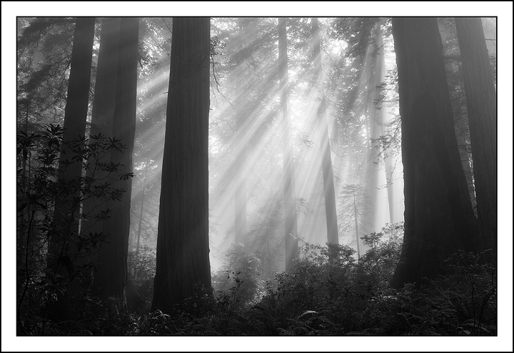 Redwood Light