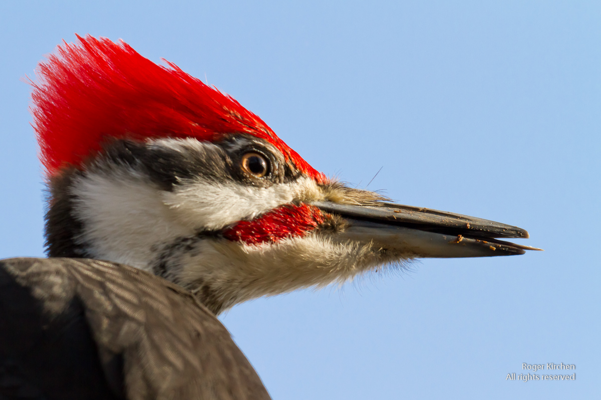 Pileated Woodpecker (+ repost)
