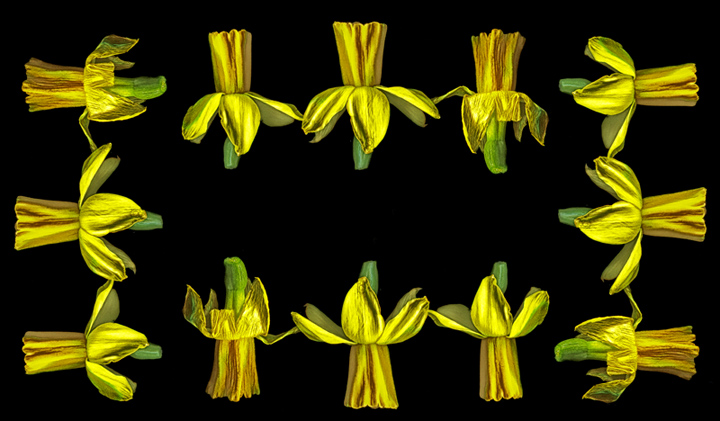 Daffodils on Parade
