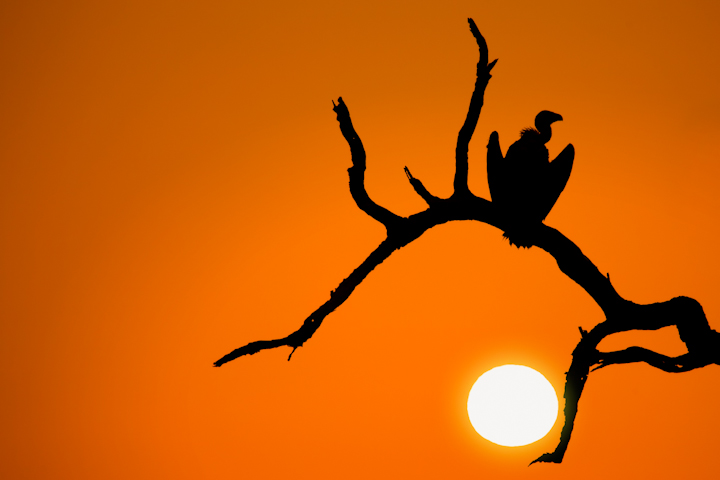 Vulture Sunset