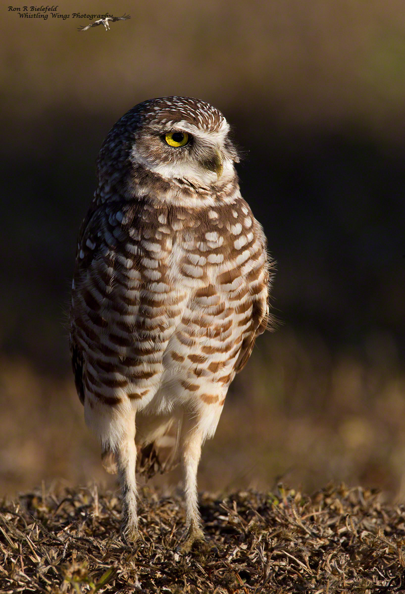 Florida burrowing owl