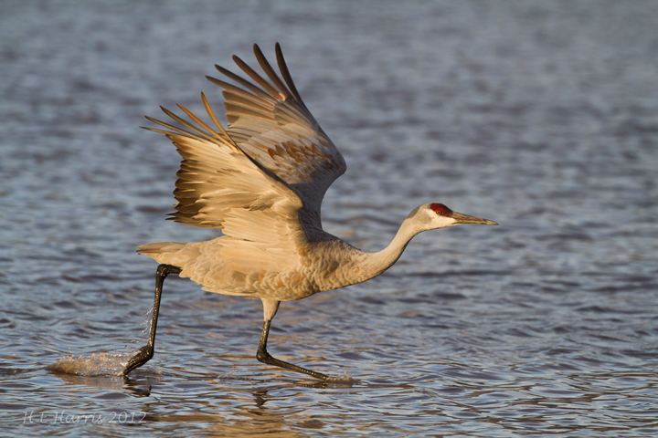 Sandhill Crane Takeoff