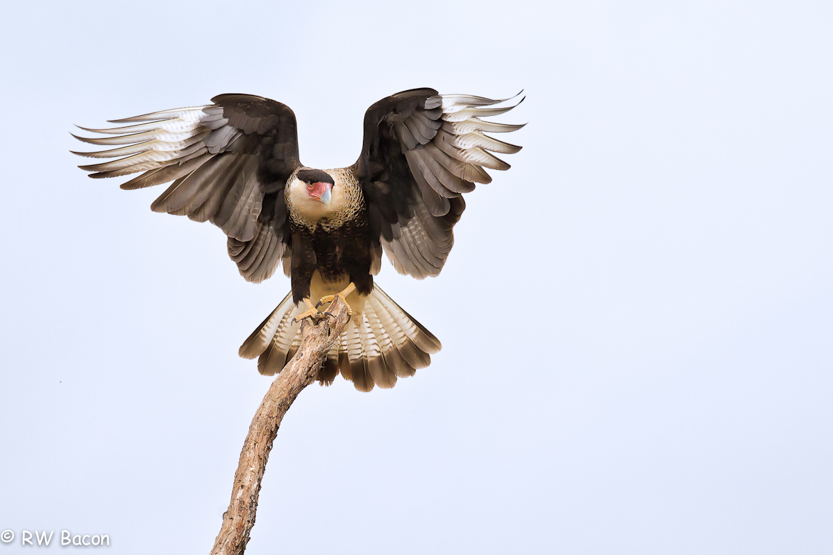 Crested Caracara