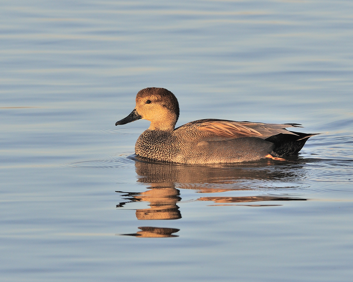 Male Gadwall
