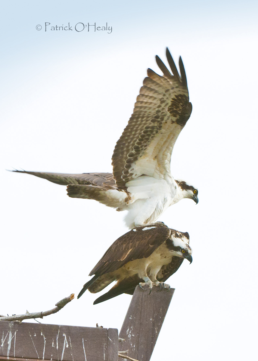 Osprey Nesting