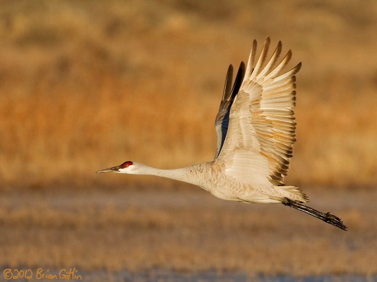 Bosque Takeoff