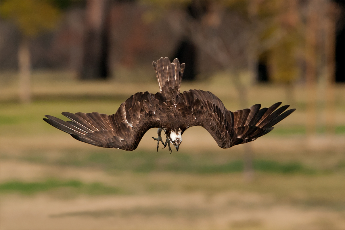 Osprey Dive Series (2)