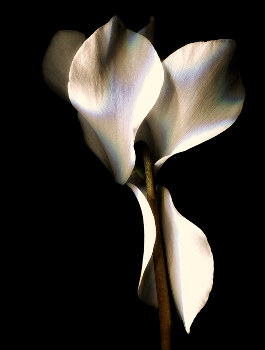 Single Cyclamen