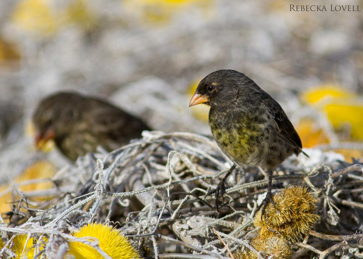 Darwin's Sm Ground Finch