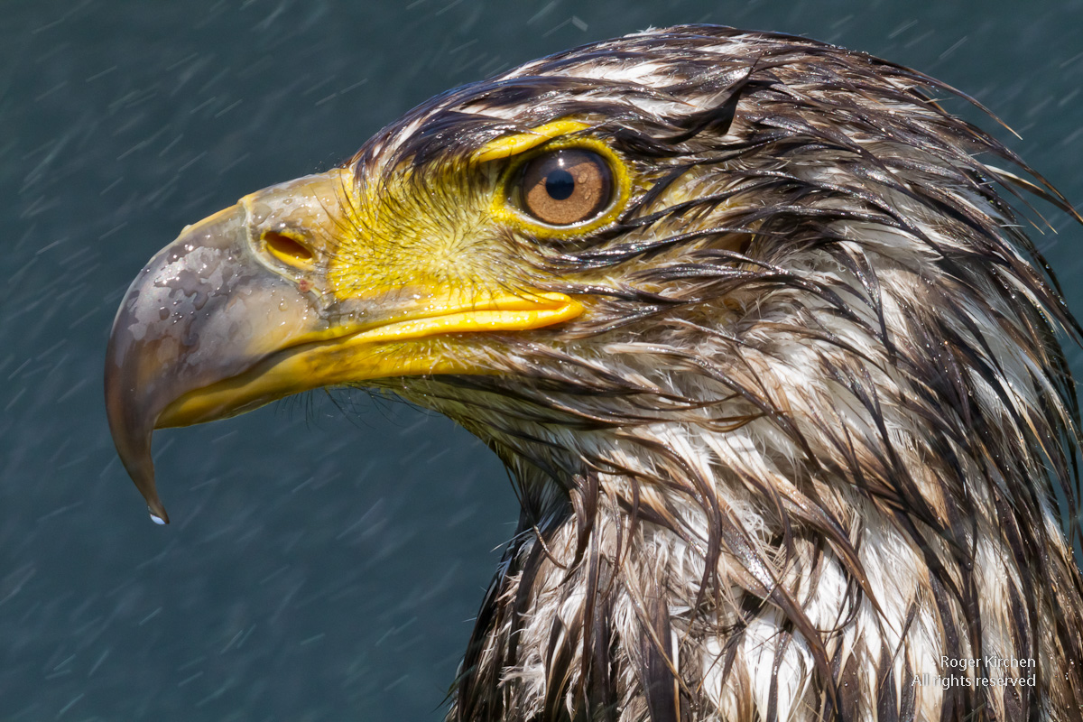 Showering Eagle (+ repost)