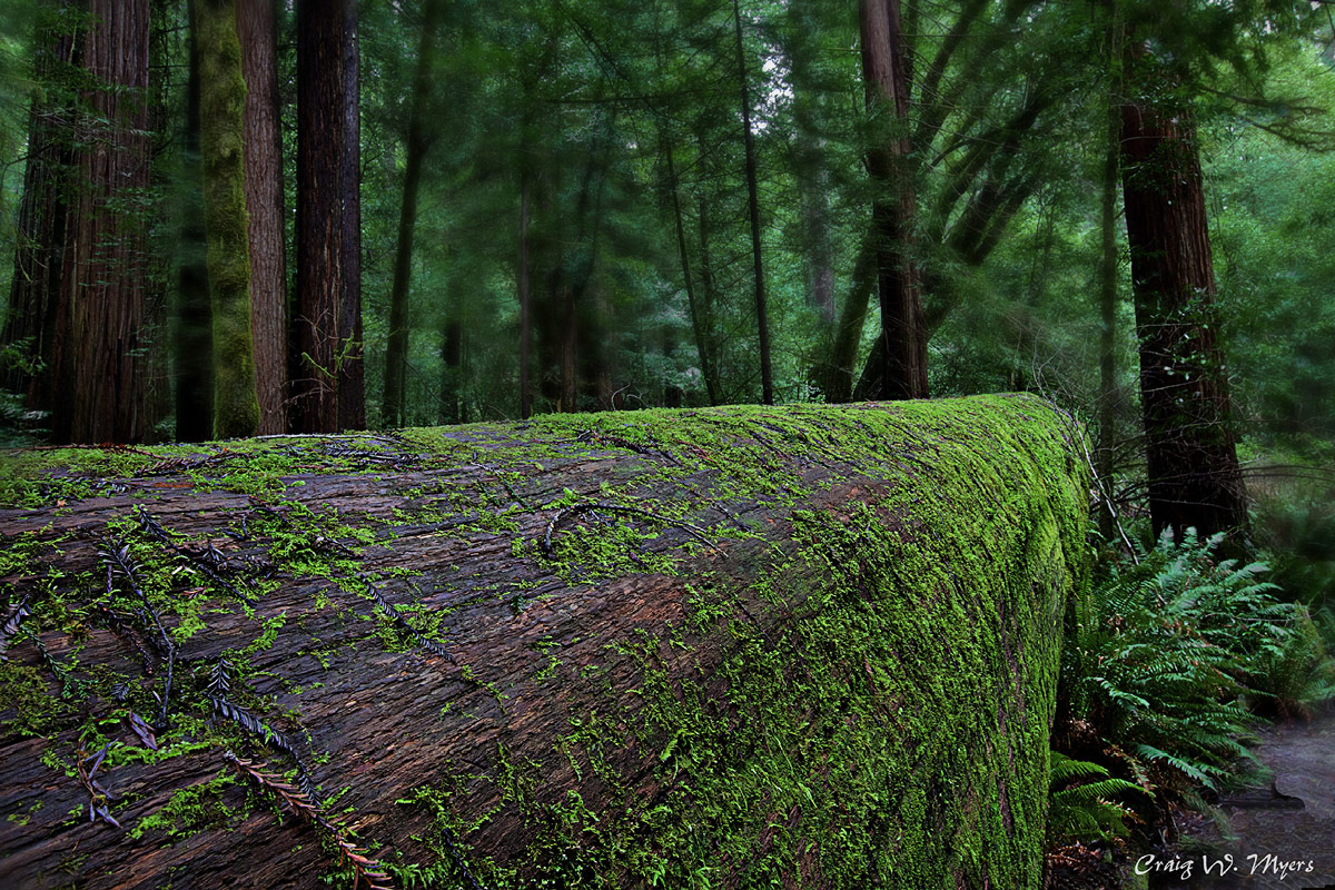 Fallen Giant