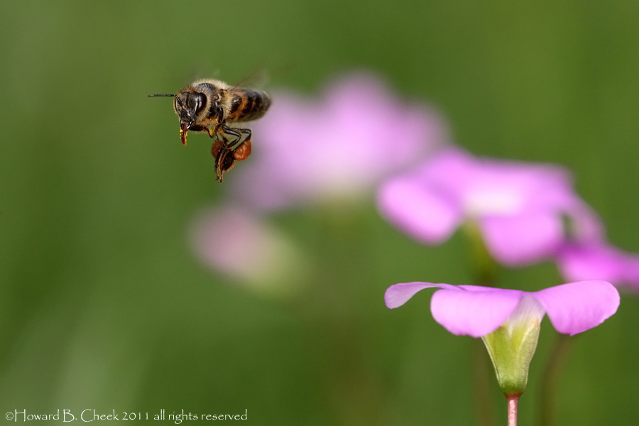Pink Wake