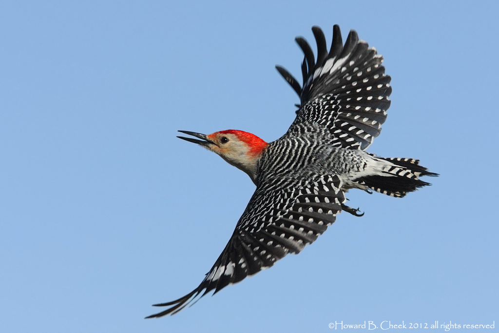 Red-bellied Flight