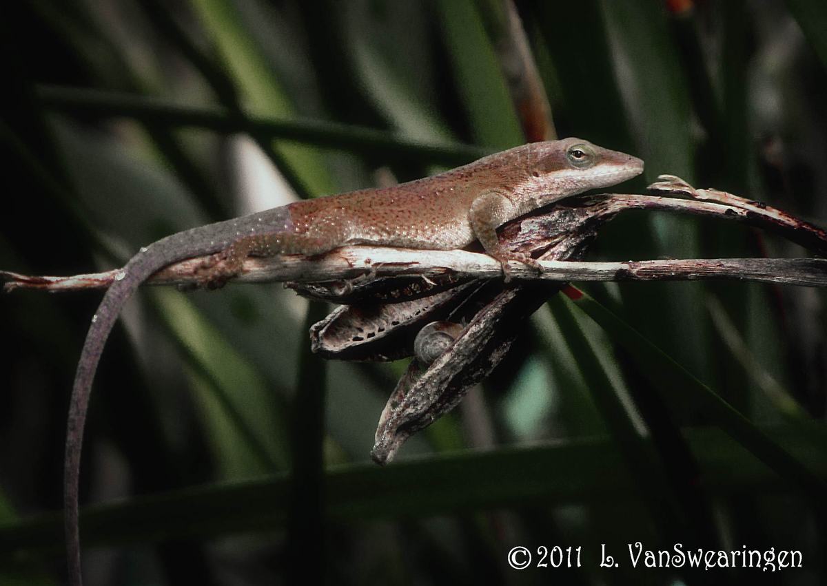 pod lizard