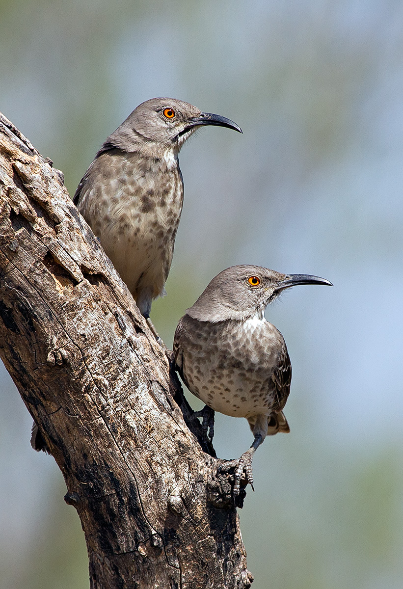 Repost:  Long-Billed Thrashers