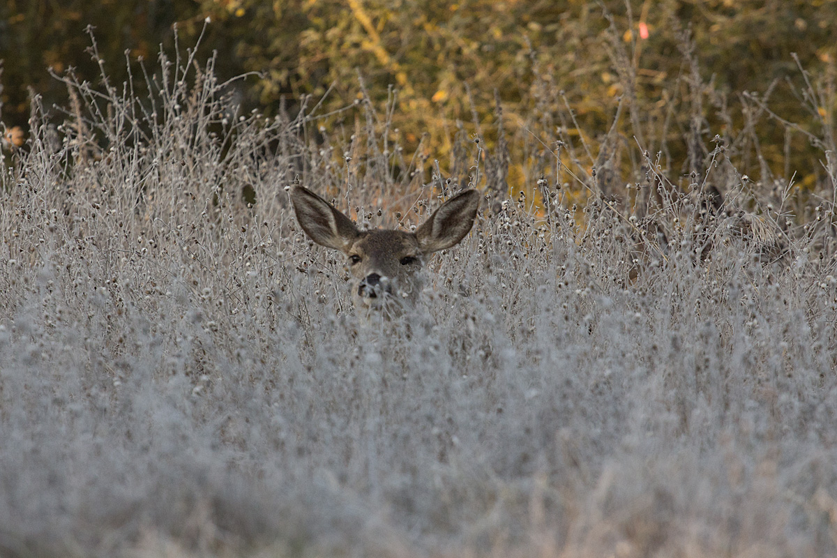 Up Periscope