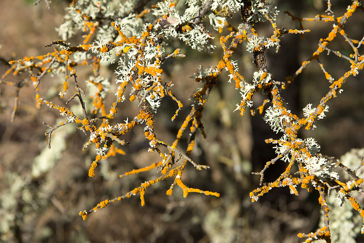 Colorful Lichens