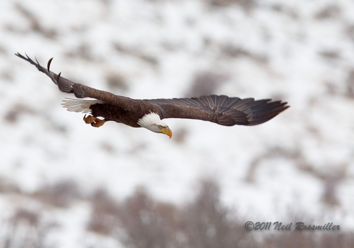 Bald Eagle