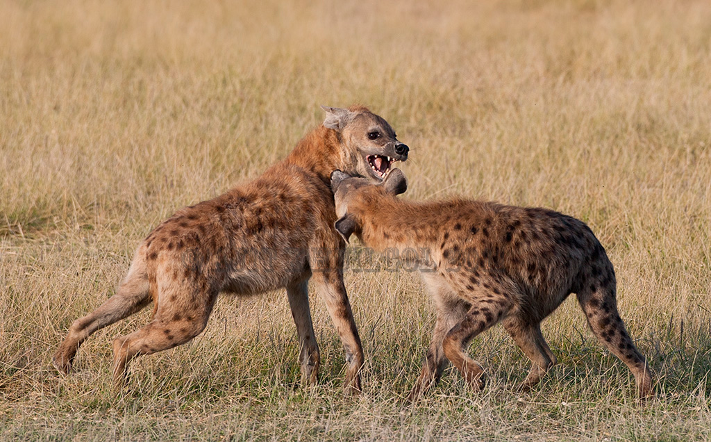 Hyenas fighting