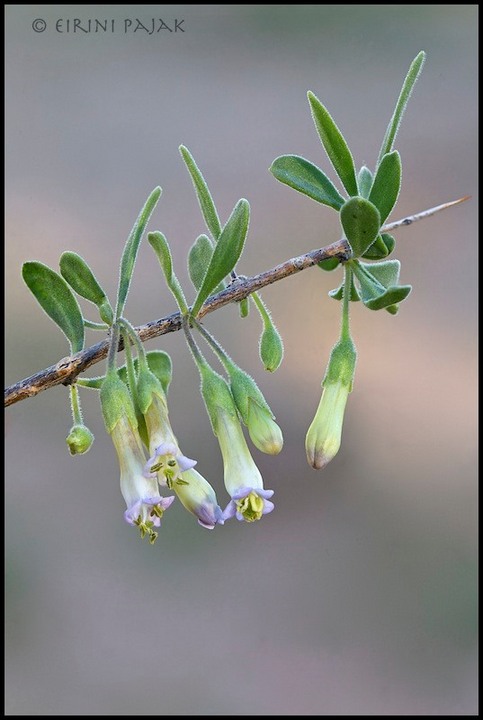 Wolfberry Stack of 7